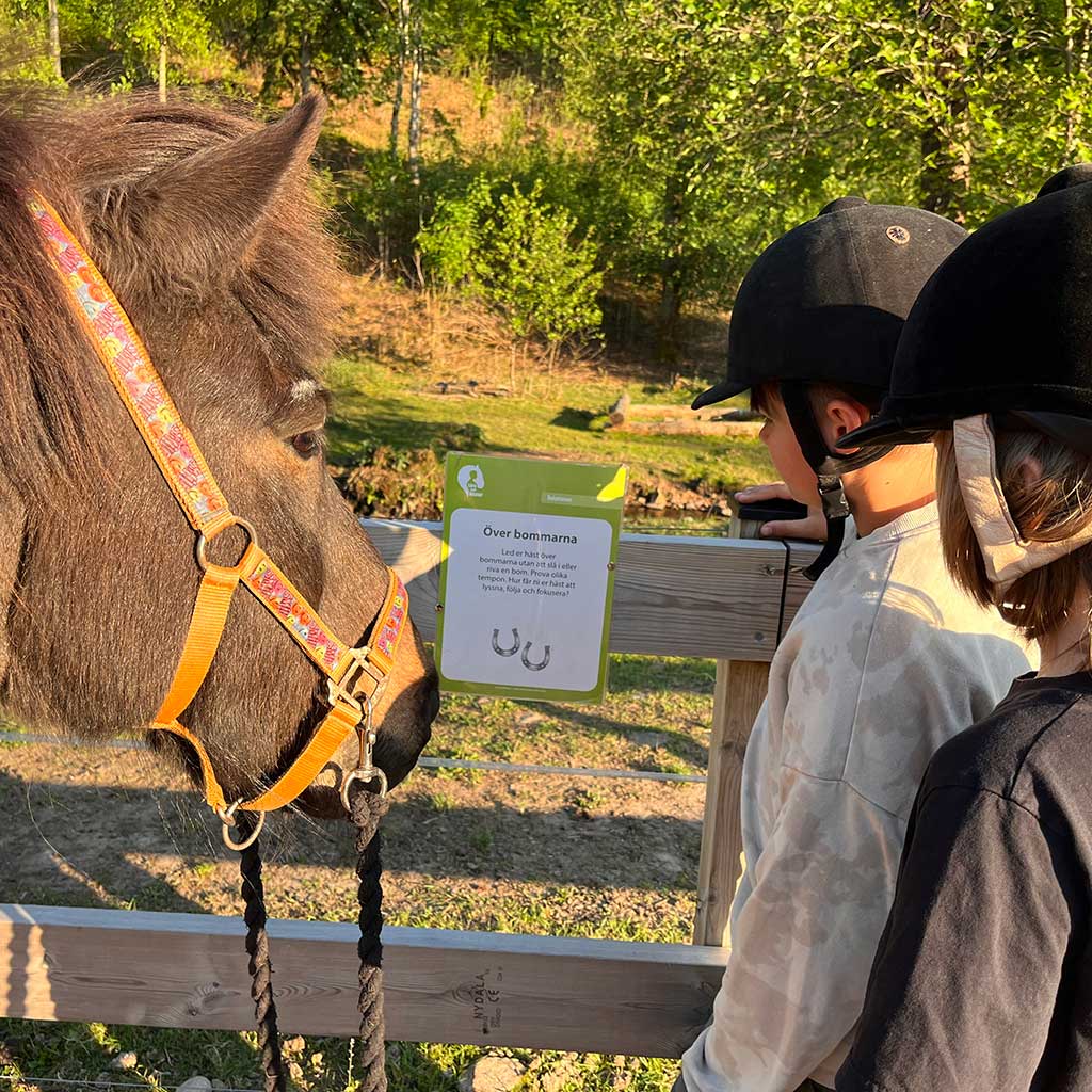 ifor-williams-falsterbo-horse-show-laramedhastar